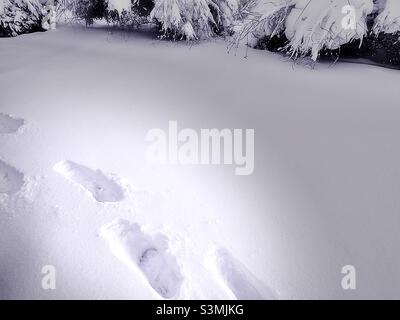 Orme in una nevicata fresca e profonda nello Utah, USA. Cespugli pesanti con la nuova neve sullo sfondo, con un riflettore che mette in risalto e accentua le piste fresche attraverso la neve in primo piano Foto Stock