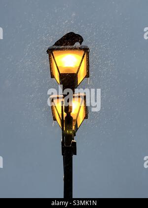 Raven su una strada gialla in forte nevicata Foto Stock