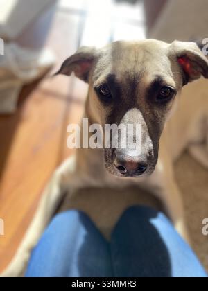 Un cane giovane guarda nella macchina fotografica con un demeanor molto serio. Messa a fuoco poco profonda con retroilluminazione. Foto Stock
