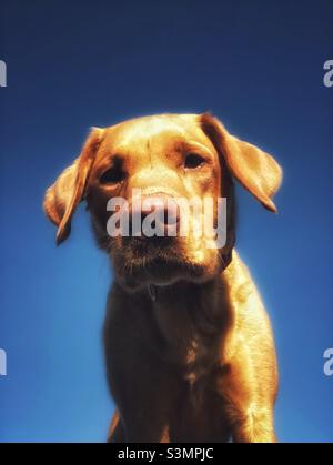 Vista ad angolo basso di un ritratto di un Labrador Retriever rosso volpe che guarda molto curioso con uno sfondo blu cielo Foto Stock