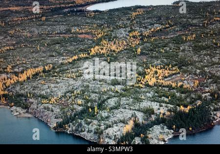 Yukon, Canada, specie di albero caratteristiche che dominano la vegetazione includono abete bianco, abete rosso nero, Tamarack, betulla di carta dell'Alaska, aspen di quaking, Balsamo pioppo Foto Stock