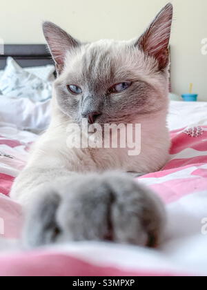 Gattino gatto con capelli corti britannico Foto Stock