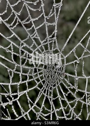 Una ragnatela ricoperta di piccole gocce d'acqua in una mattinata di nebbia Foto Stock