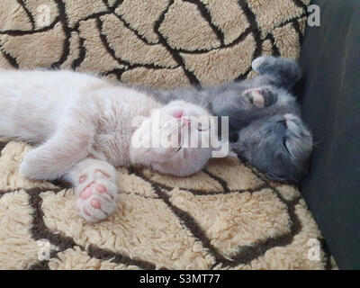 Ritratto di due gattini divertenti napping sul divano Foto Stock