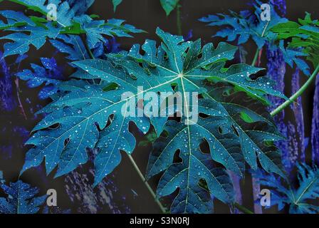 Foglie verdi con gocce di rugiada Foto Stock
