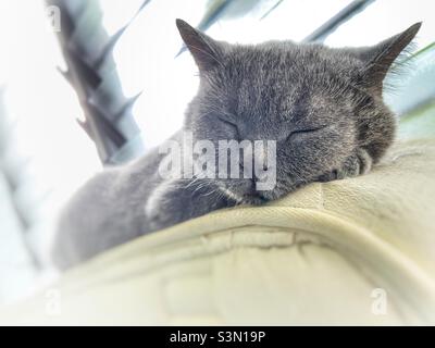 Gatto britannico shorthair addormentato Foto Stock