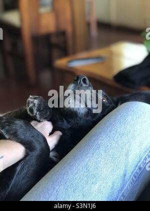 Amanti dei cani Foto Stock