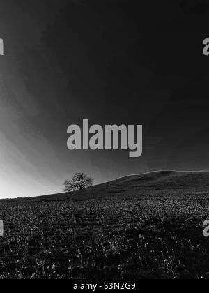 Quercia su collina, in bianco e nero Foto Stock