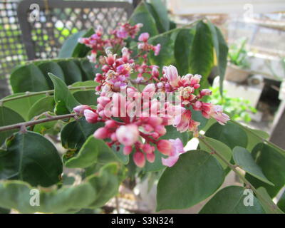 I fiori di guava sono in piena fioritura (di colore rosso chiaro) e stanno per portare frutti sui rami (28 gennaio 2022) Foto Stock