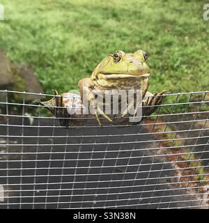 Un maschio American Bullfrog è arroccato su una catena di collegamento recinzione e guardando la macchina fotografica. Foto Stock