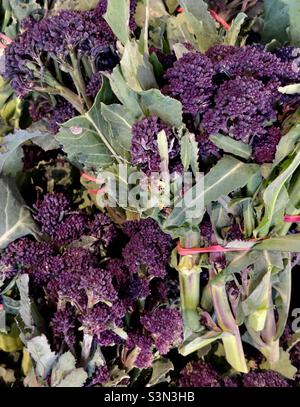 Broccoli di germogliazione viola in vendita in un negozio di fattoria Worcestershire Foto Stock