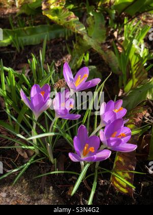 Croco volante delle api - croco viola- croci viola- fiori viola - api- boschi impollinanti- pavimenti boscosi- fiori inglesi Foto Stock