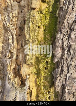 Un albero marcio e verme mangiato accanto al fiume Severn a Worcester Foto Stock