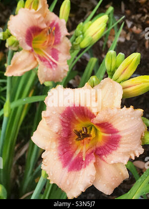 Gorgeous gaylily con i bordi ruffled del petalo. Foto Stock