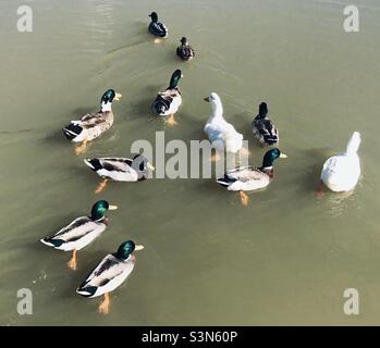 Anatre nuotare in un lago Foto Stock