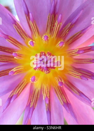 Primo piano di gigli d'acqua in fiore sul lago (fiori rosa) bello e colorato (febbraio 2nd) Foto Stock