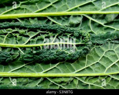 Un primo piano di cavolo nero o Cavalo Nero, che mostra la venazione delle foglie Foto Stock