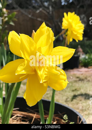 Primaverile daffodils di colore giallo allegro e luminoso che crescono all'aperto. Foto Stock