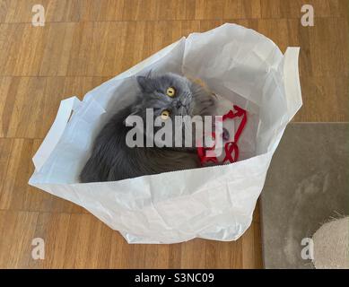 Giovane gatto persiano blu seduto in un sacchetto di carta con nastro rosso. Foto Stock