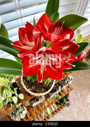 Fiori freschi di grandi dimensioni di una pianta di amaryllis di colore rosso. Foto Stock