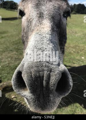 Il naso dell'asino Foto Stock