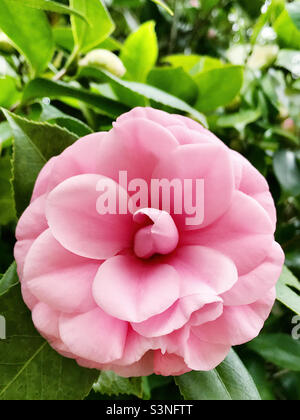 Bella rosa camellia japonica fiore fiore fiore. Foto Stock