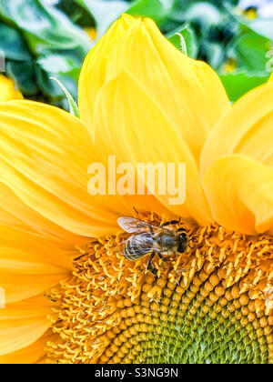 Primo piano ape su girasole Foto Stock