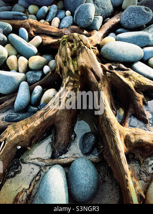 Antico albero fossilizzato esposto dalla tempesta costiera sulla spiaggia. Foto Stock