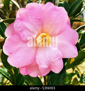 Rosa camellia japonica fiore fiore fiore. Foto Stock