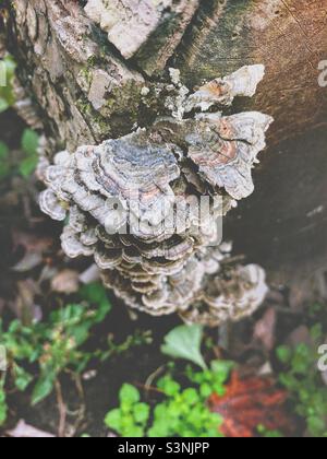 Funghi di coda di tacchino che crescono su un ceppo. Foto Stock