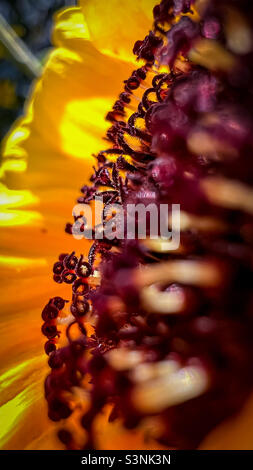 Macro del girasole Foto Stock