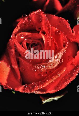 Primo piano di rosa rossa bagnata con gocce d'acqua su sfondo nero Foto Stock