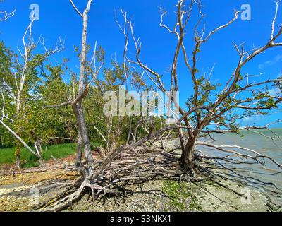 Le radici dell'albero esposte a bassa marea nel parco nazionale delle Everglades in Florida Foto Stock