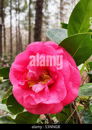 Fiore di Borom Gem rosa camellia japonica. Foto Stock