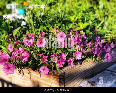 Graziosi fiori rosa petunia che crescono in un letto giardino rialzato. Foto Stock