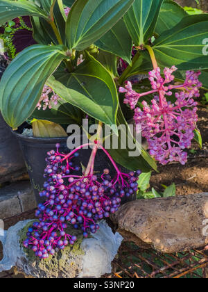 Bella Medinilla magnifica, la Medinilla o uva rosa, una spiga di piante fluide nella famiglia Melastomataceae, in giardino , costa nord isola di Oahu Hawaii Foto Stock