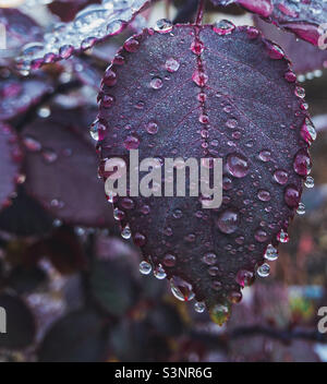 Gocce di pioggia su rose- gocce d'acqua su una foglia di rosa viola cespuglio Foto Stock