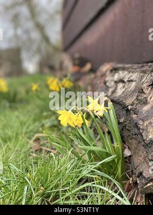 Houghton Mill Cambridgeshire UK di Springtime daffodil Foto Stock