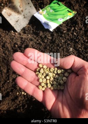 Piantando piselli di raccolto presto in marzo su un'assegnazione di giardino vegetale Regno Unito Foto Stock