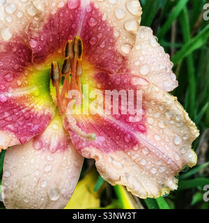 Fiore di fiori di giorno coperto di gocce di pioggia. Foto Stock