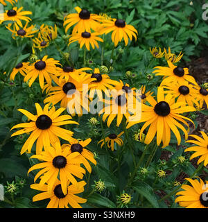 Letto di fiore riempito con piante di Goldsturm Rudbeckia aka Susan occhio nero. Foto Stock