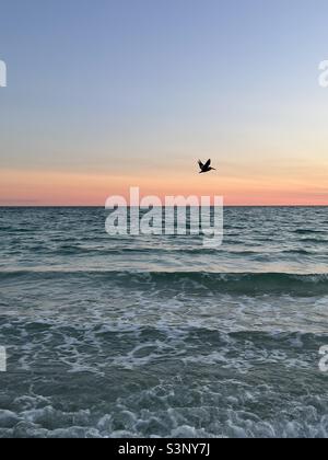 Silhouette Pelican che vola sul Golfo del Messico con cieli al tramonto. Spiaggia della Florida Foto Stock