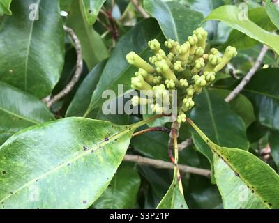 Chiodi di garofano (Syzygium aromaticum): Chiodi di garofano che crescono ancora dall'albero Foto Stock