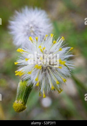 Groundsel comune - in germoglio e trasformando da fiore a seme Foto Stock