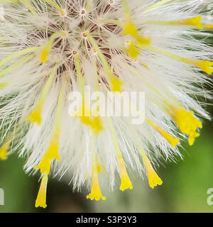 Groundsel comune che trasforma da fiore a seme Foto Stock