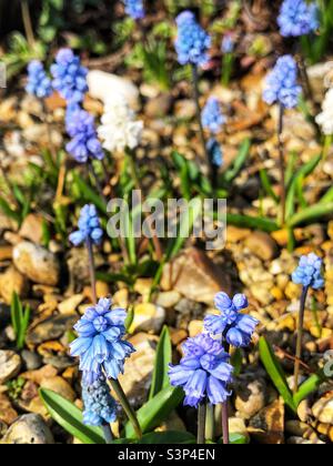 Gentiana paradoxa o il genziano caucasico Foto Stock