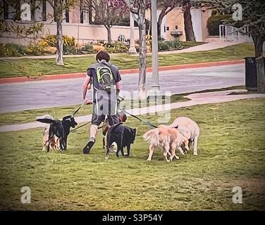 Un camminatore di cani ha le mani piene con circa mezza dozzina di cani di grandi dimensioni in un giorno di primavera al Memory Grove Memorial Park a Salt Lake City, Utah, USA. Foto Stock