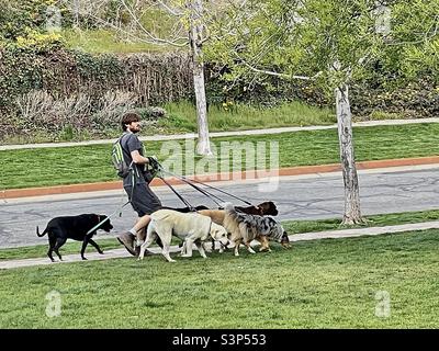 Un camminatore di cani ha le mani piene con circa mezza dozzina di cani di grandi dimensioni in un giorno di primavera al Memory Grove Memorial Park a Salt Lake City, Utah, USA. Foto Stock