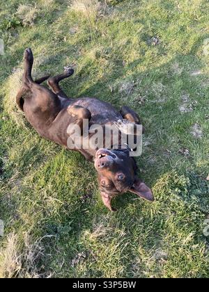 Cane Labrador marrone che rotola nell'erba Foto Stock