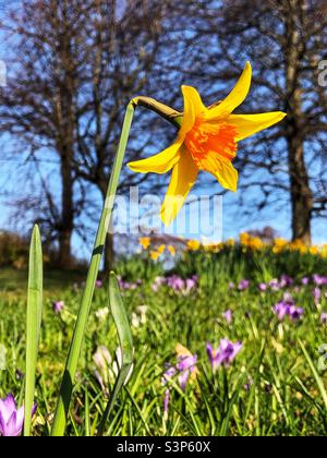 Singolo Daffodil in fiore tra i Crocus Foto Stock
